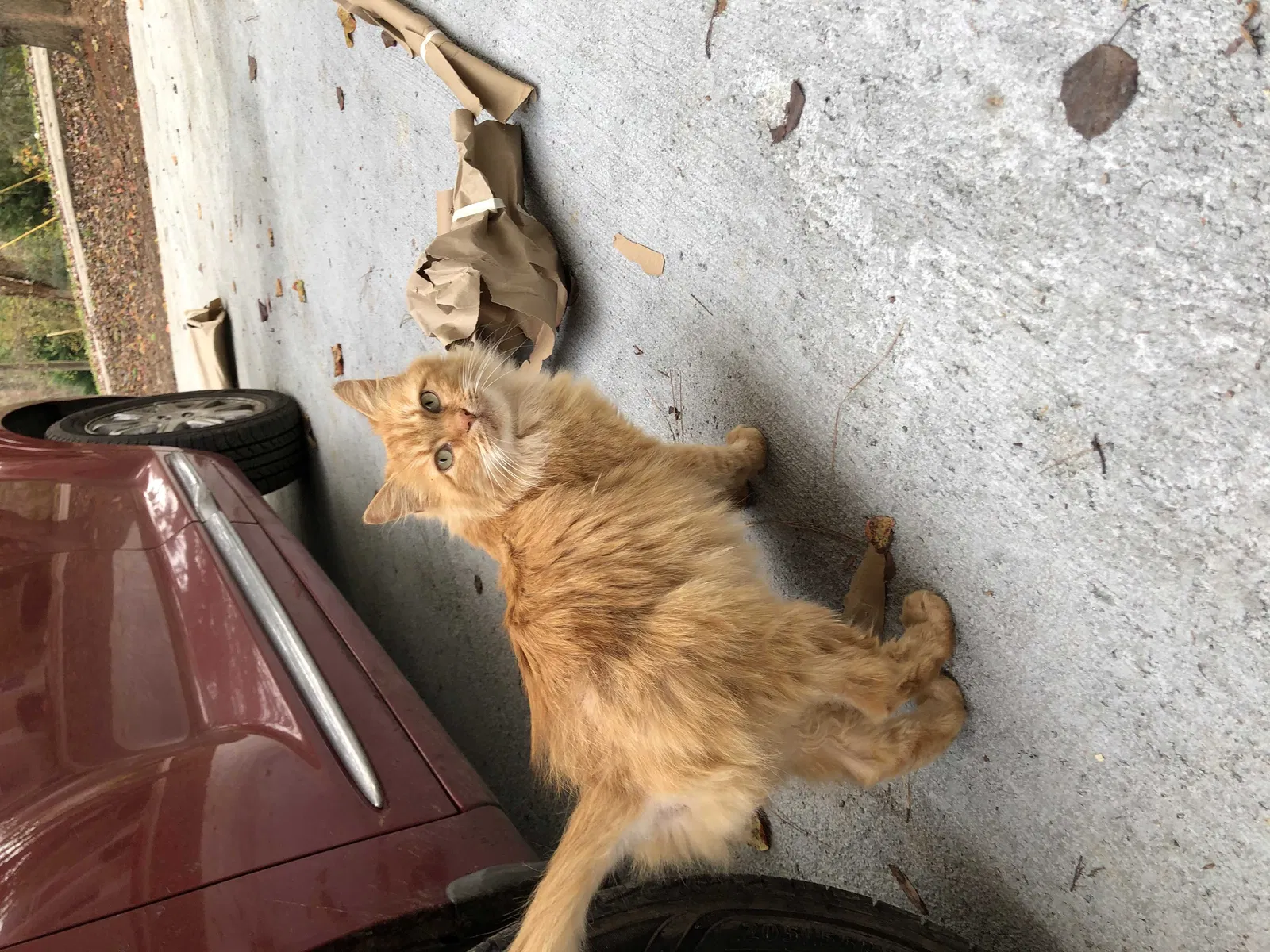 Lost cat in Cumming, GA, 30041