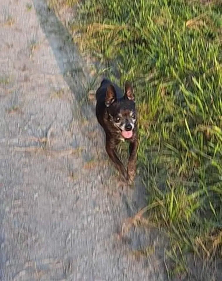 Lost dog in Melbourne, KY, 41059