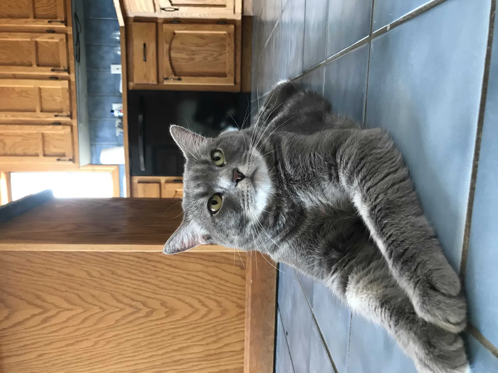 Lost cat in Hudson, MA, 1749
