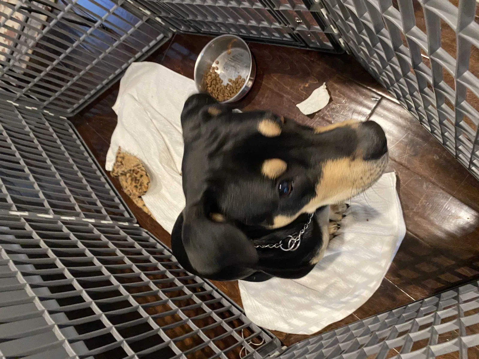 Lost dog in Atlanta, GA, 30326