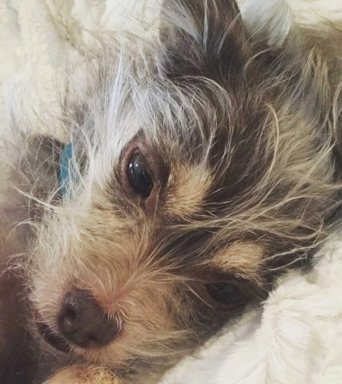Lost dog in Lubbock, TX, 79403