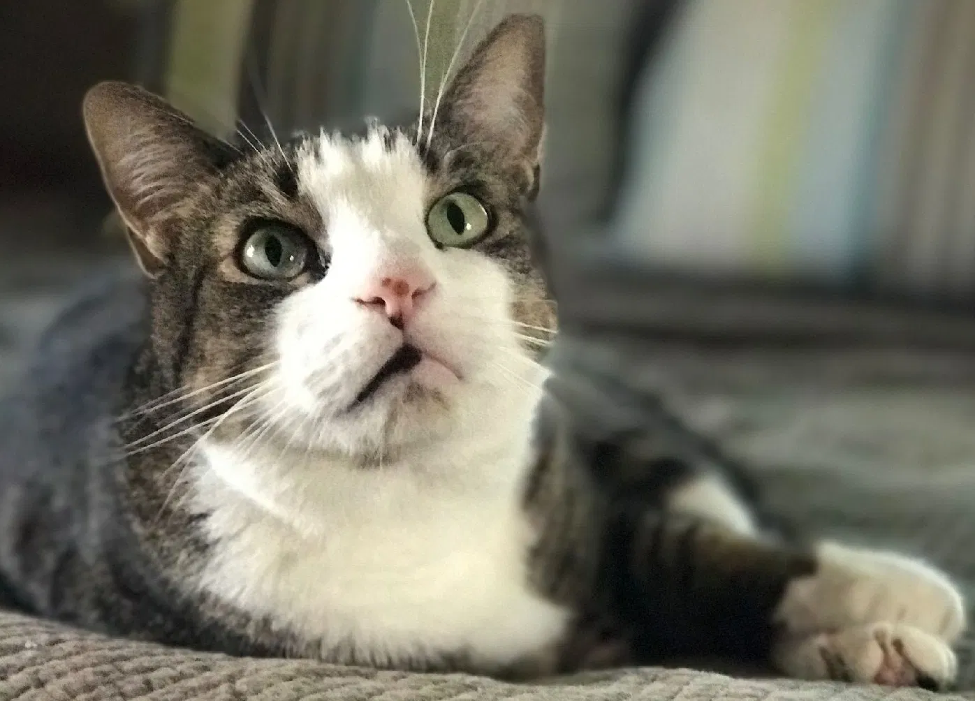 Lost cat in Tulsa, OK, 74135
