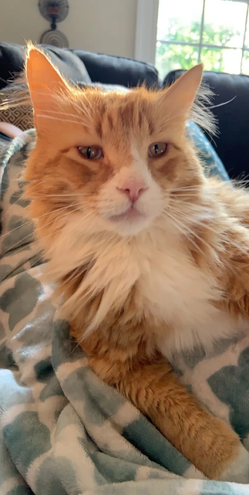 Lost cat in Midlothian, VA, 23113