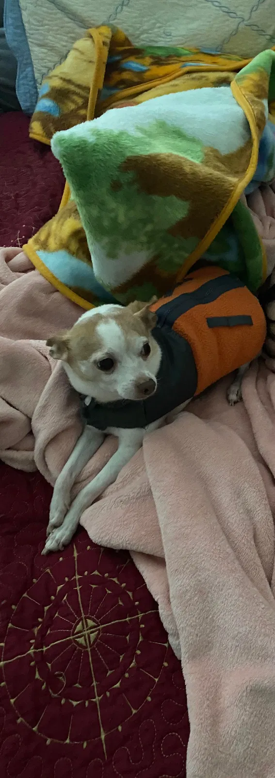 Lost dog in Grand Prairie, TX, 75052