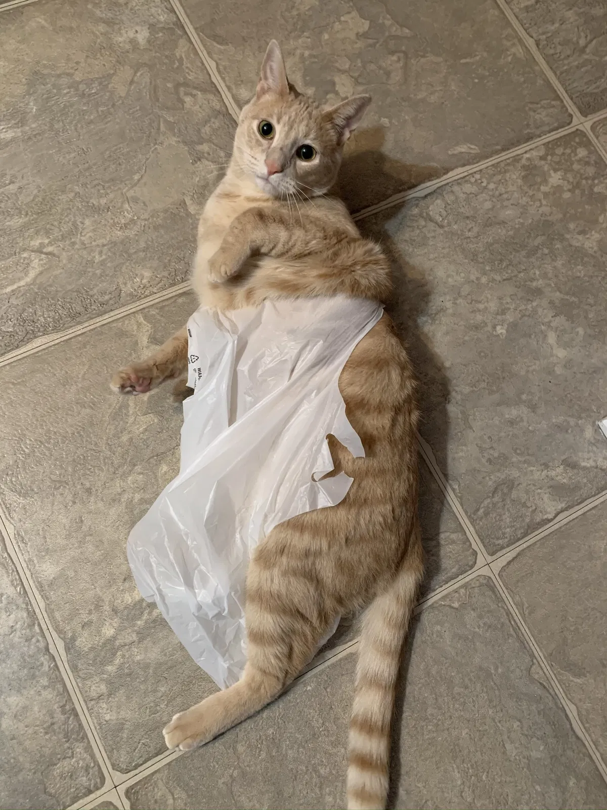 Lost cat in Buffalo, NY, 14206