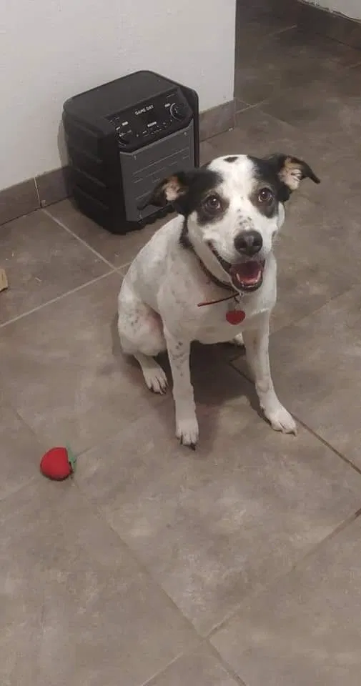 Lost dog in Las Cruces, NM, 88001
