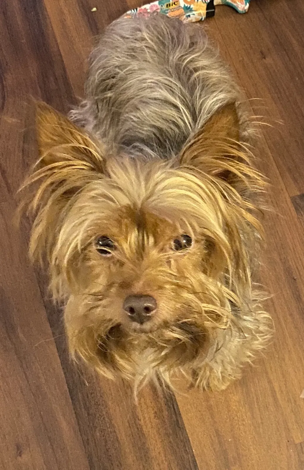 Lost dog in Fort Wayne, IN, 46803