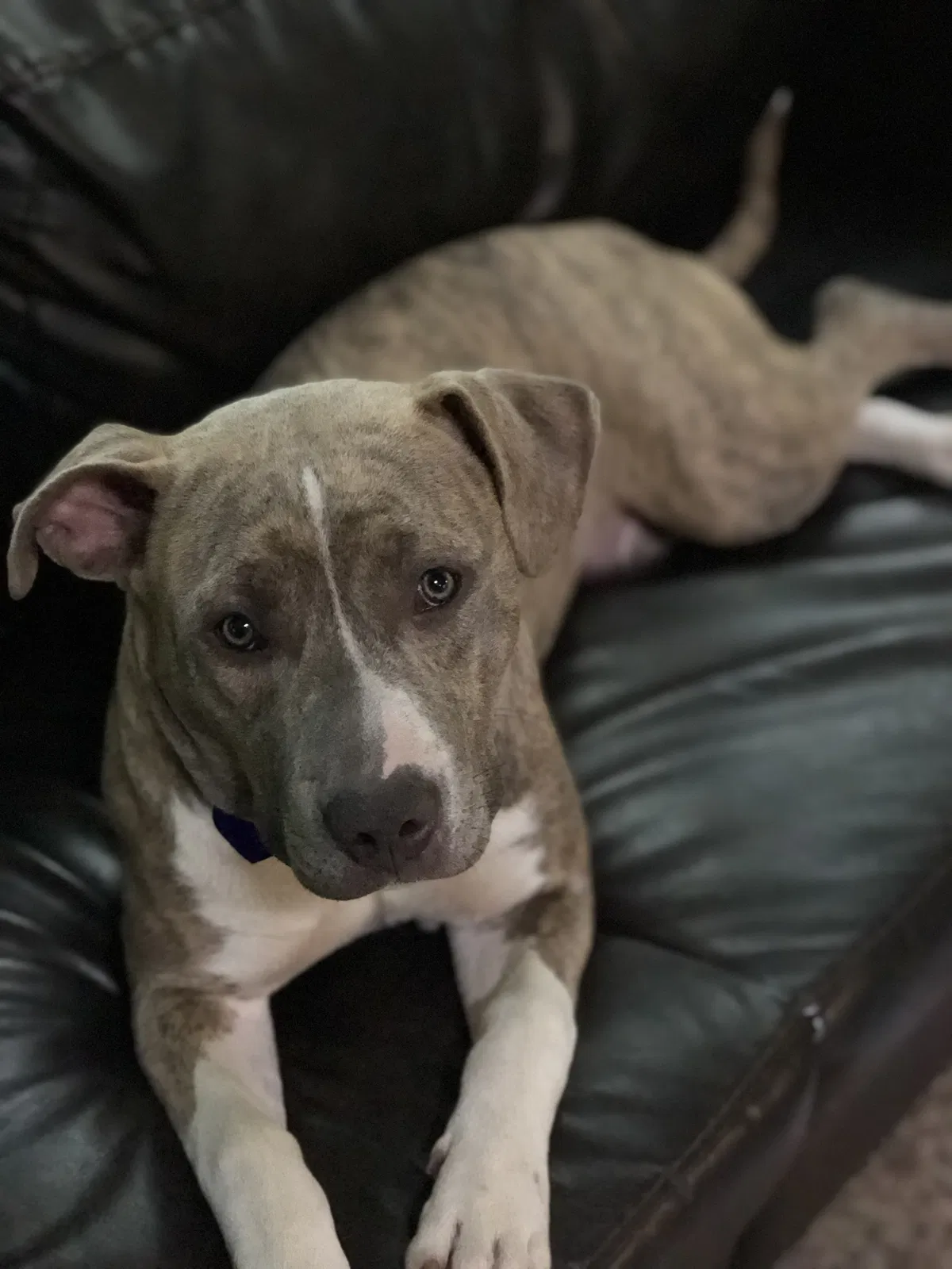 Lost dog in Weatherford, TX, 76085