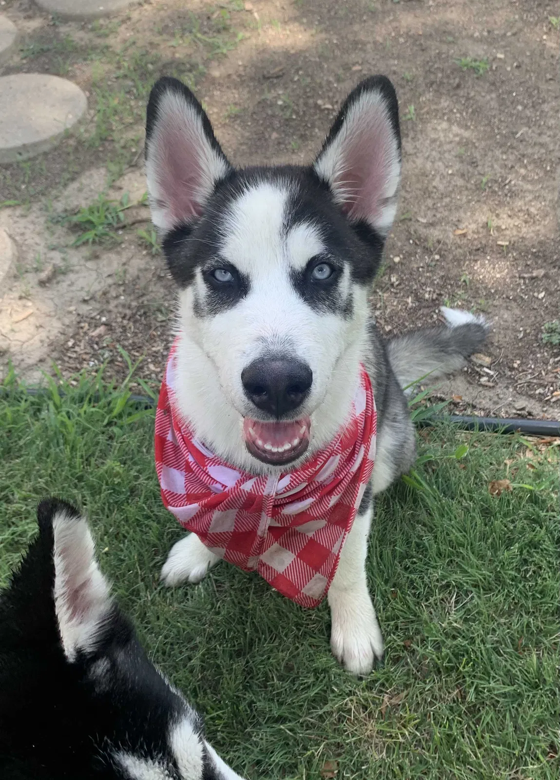 Lost dog in Colorado Springs, CO, 80905