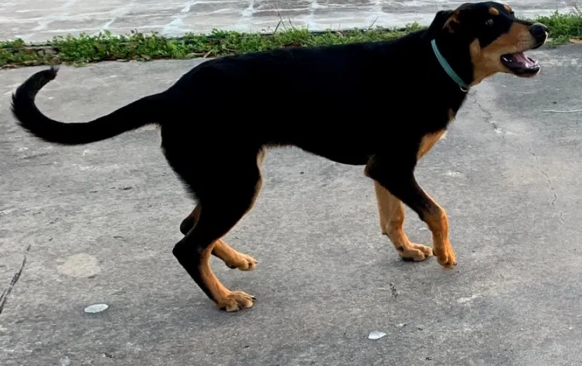 Lost dog in Stowell, TX, 77661