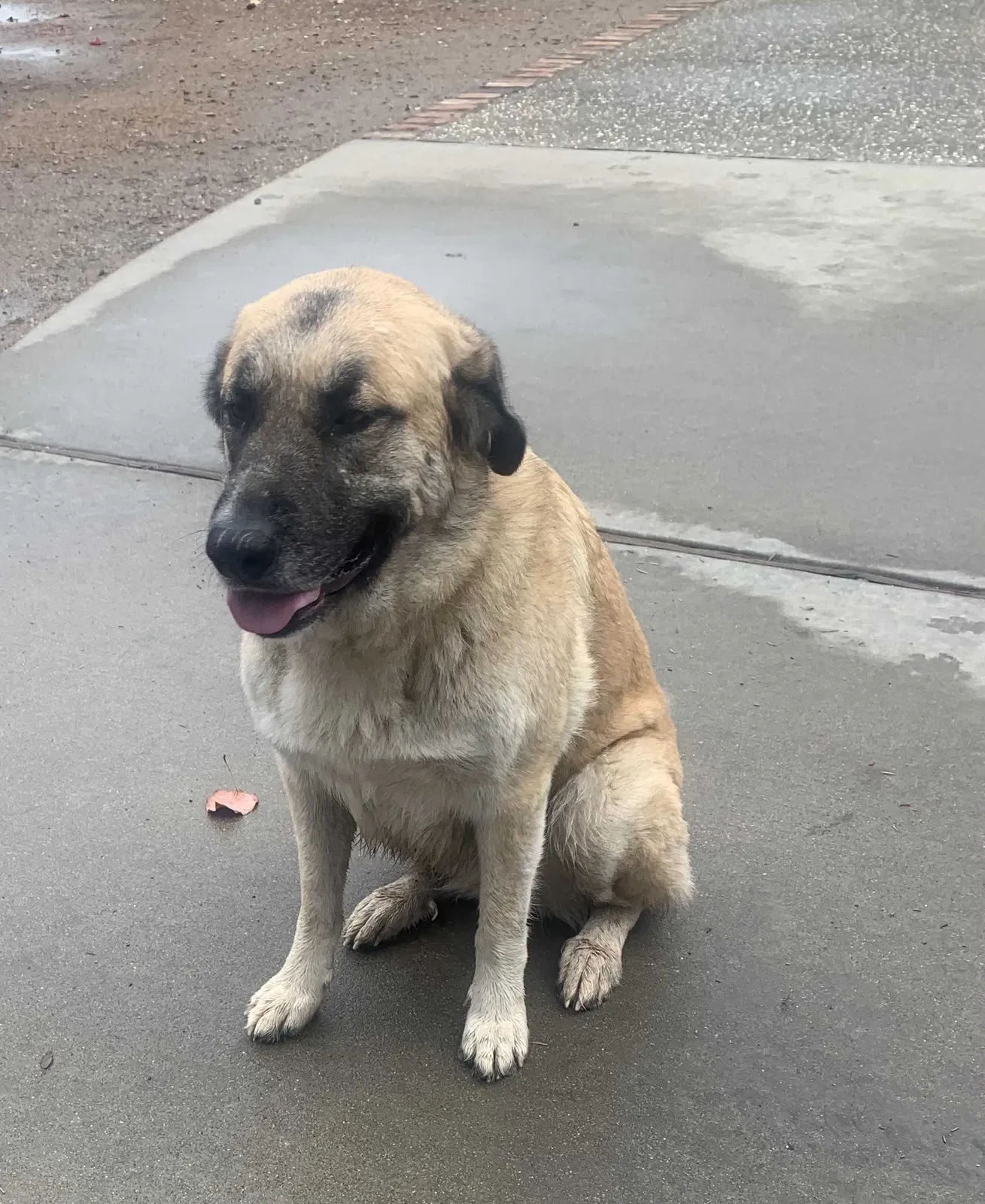 Lost dog in Acampo, CA, 95220