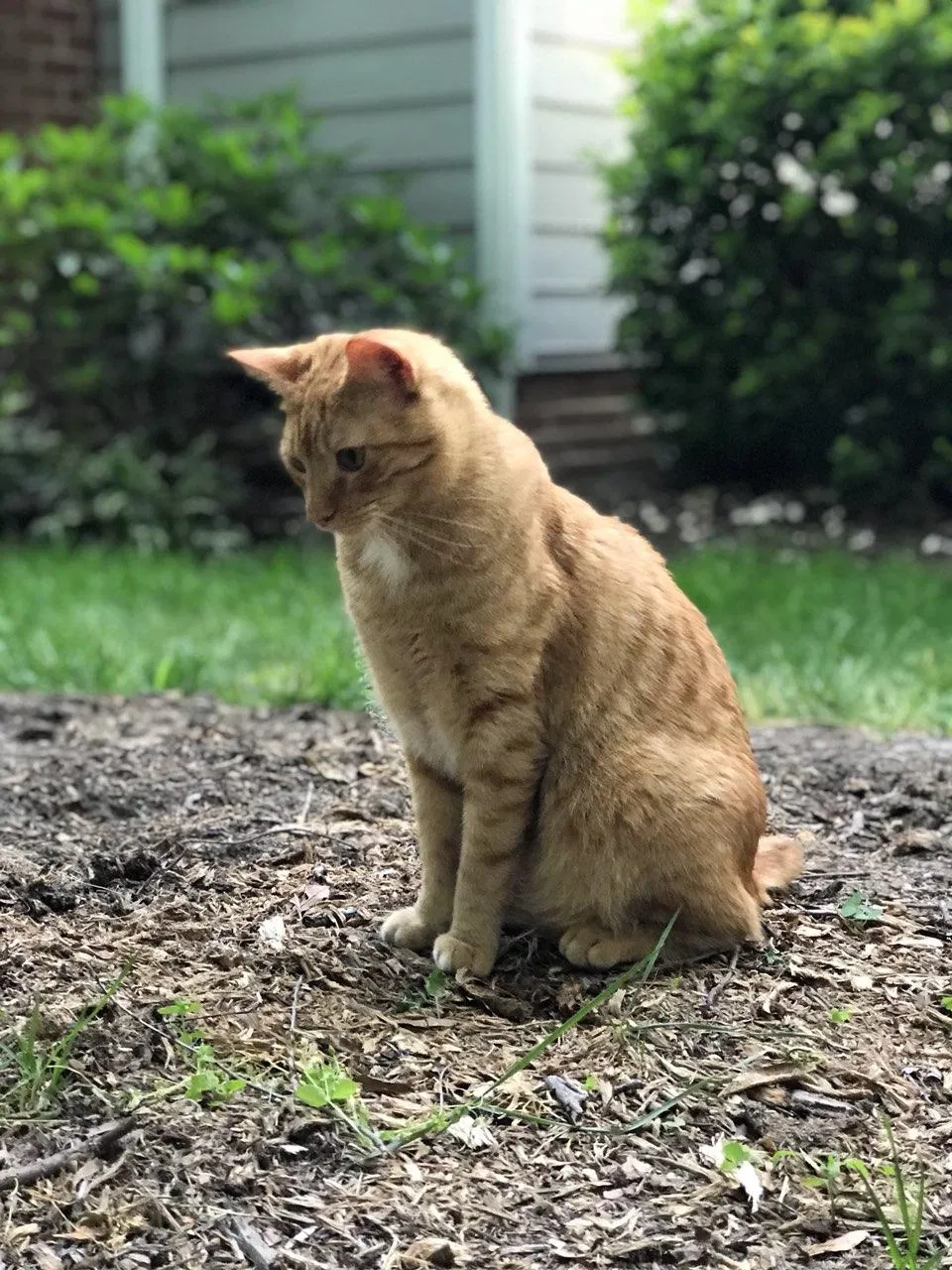 Lost cat in Henrico, VA, 23233