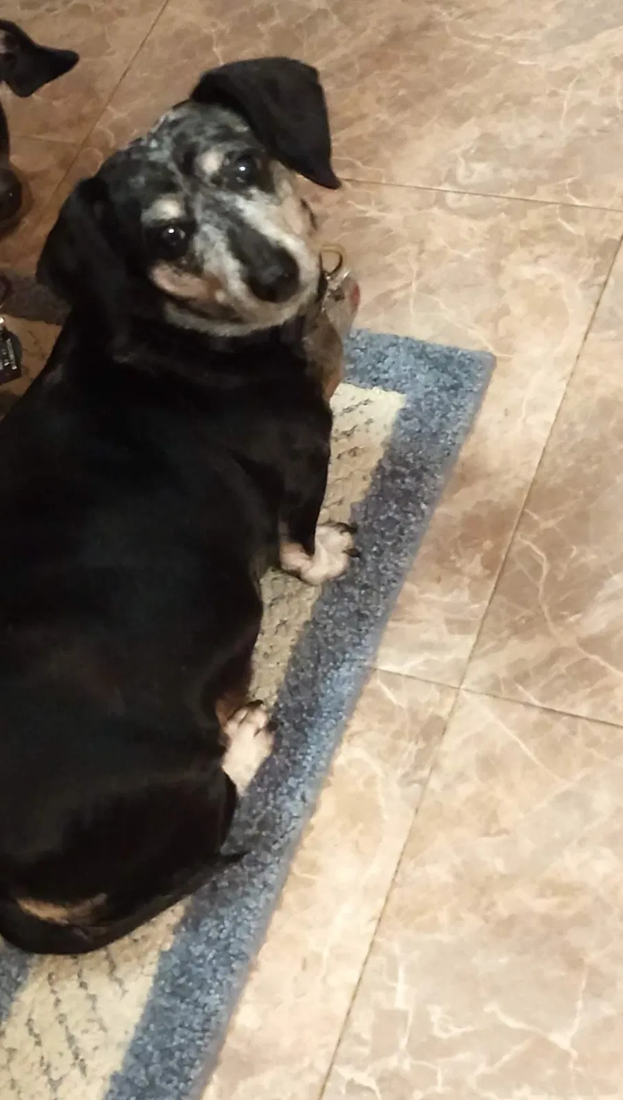 Lost dog in Walnutport, PA, 18088