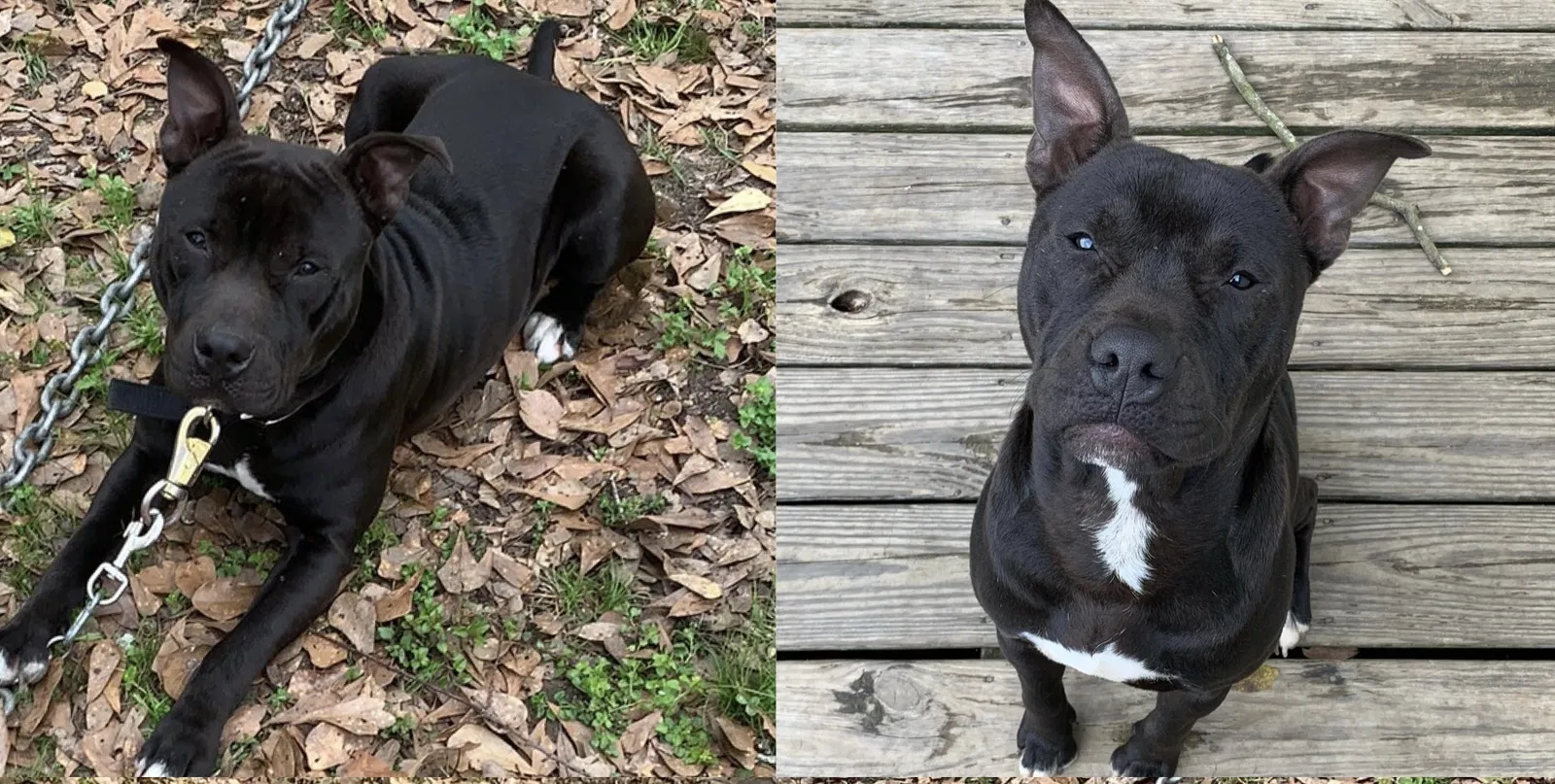 Lost dog in Theodore, AL, 36582