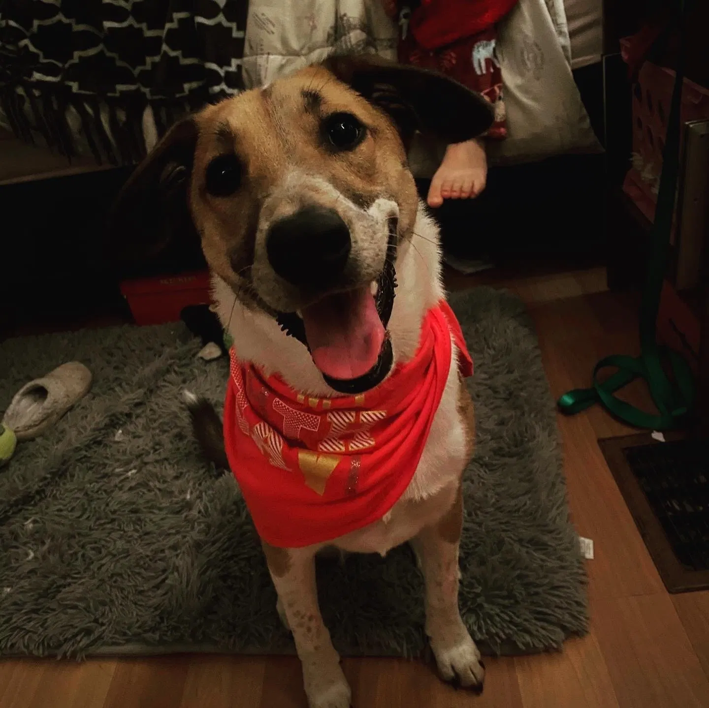 Lost dog in Preston Hollow, NY, 12469