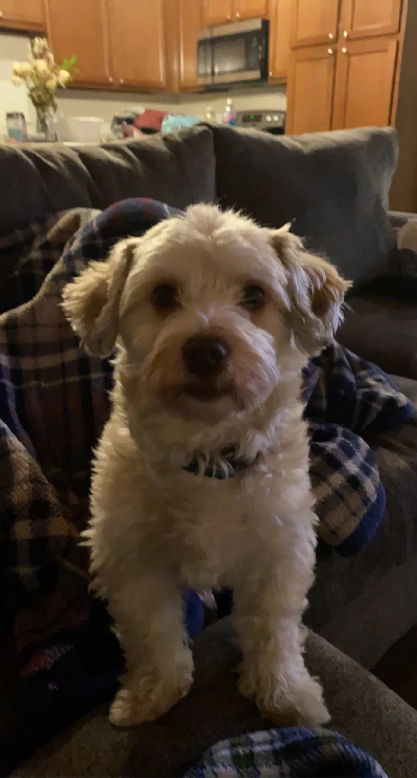 Lost dog in Kenosha, WI, 53140