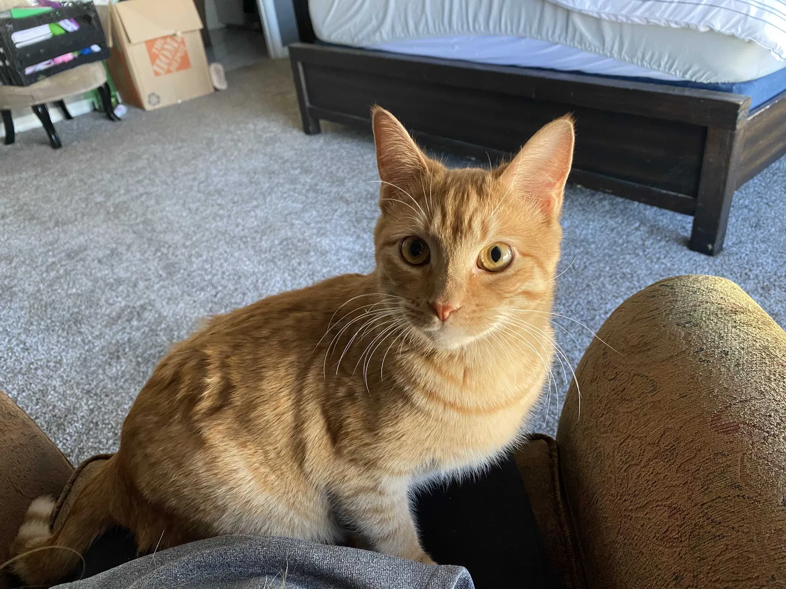 Lost cat in Odessa, TX, 79762