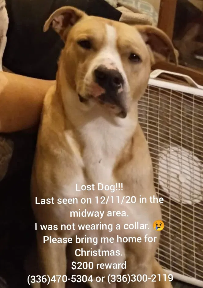 Lost dog in Lexington, NC, 27295