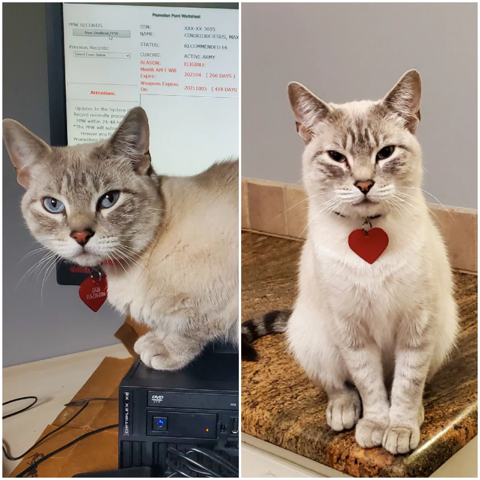 Lost cat in El Paso, TX, 79906