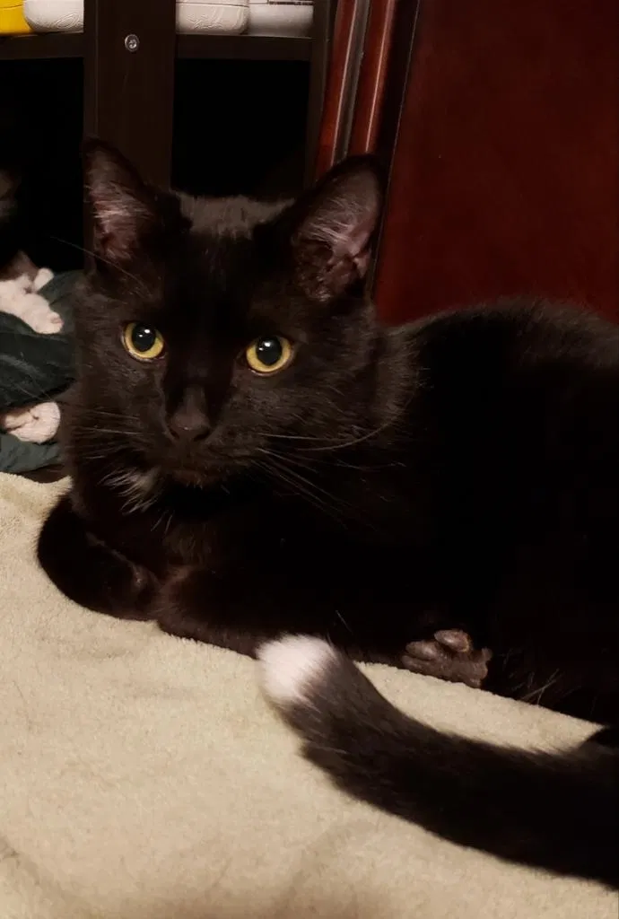 Lost cat in Aurora, CO, 80013