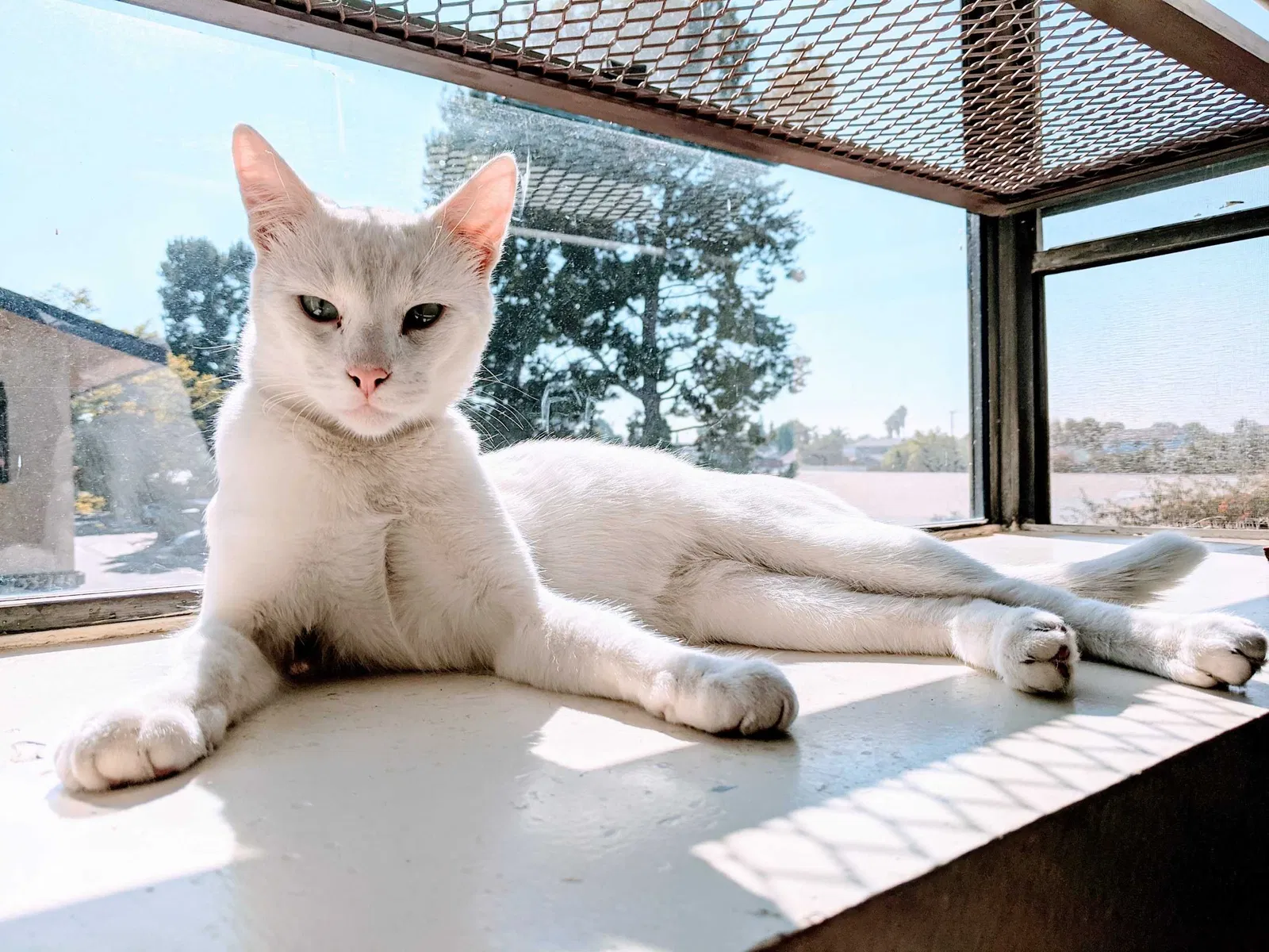 Lost cat in Lakewood, CA, 90715