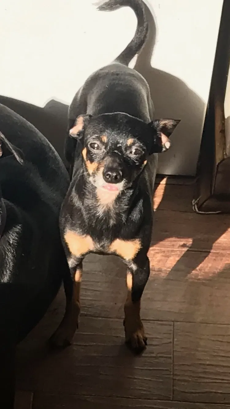 Lost dog in Toledo, OH, 43609