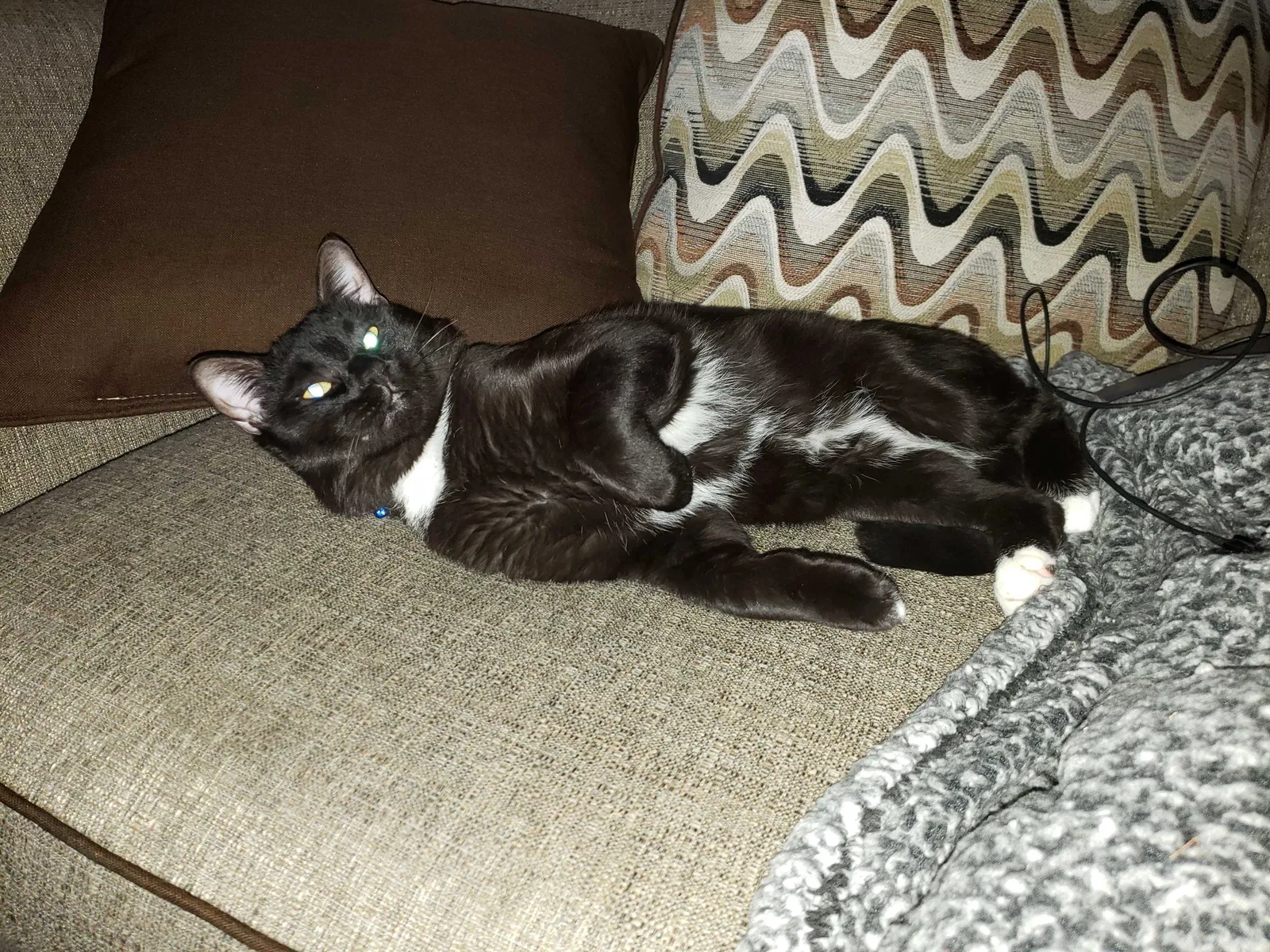 Lost cat in Colorado Springs, CO, 80916