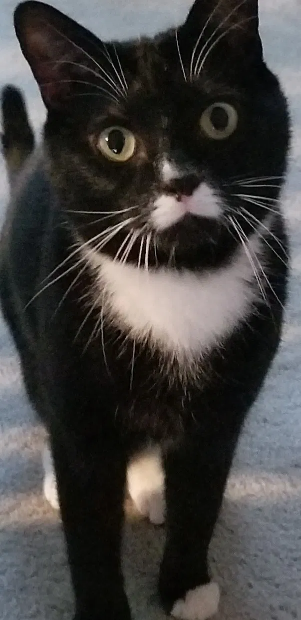 Lost cat in Allentown, PA, 18103