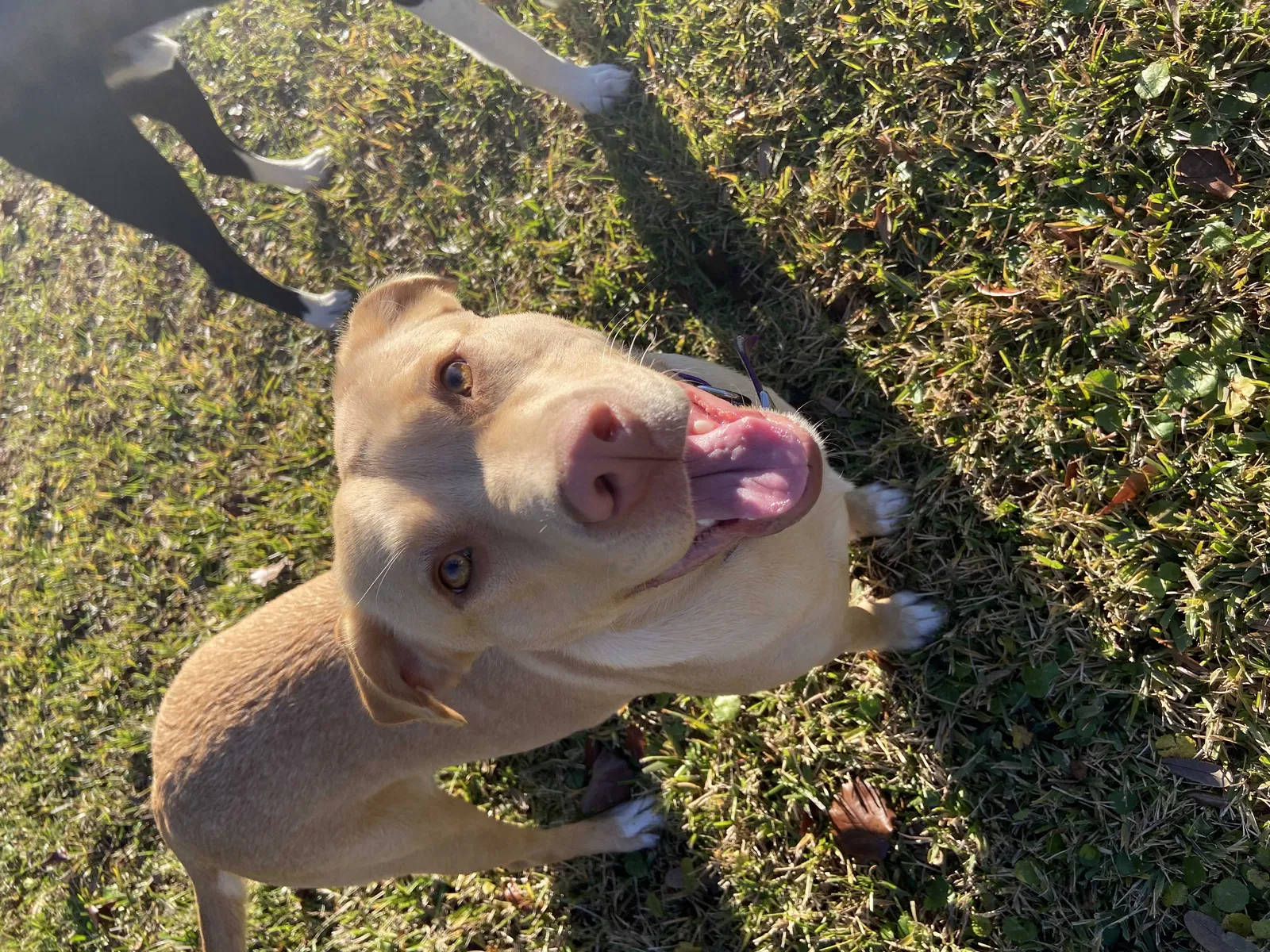 Lost dog in Myrtle Beach, SC, 29588