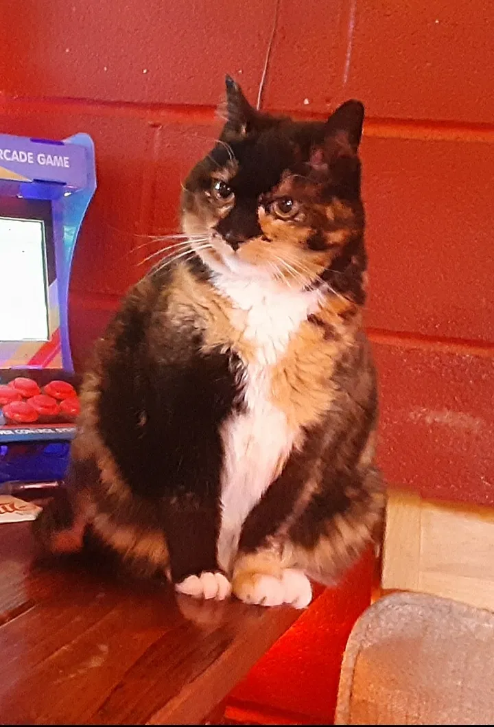 Lost cat in Stormville, NY, 12582