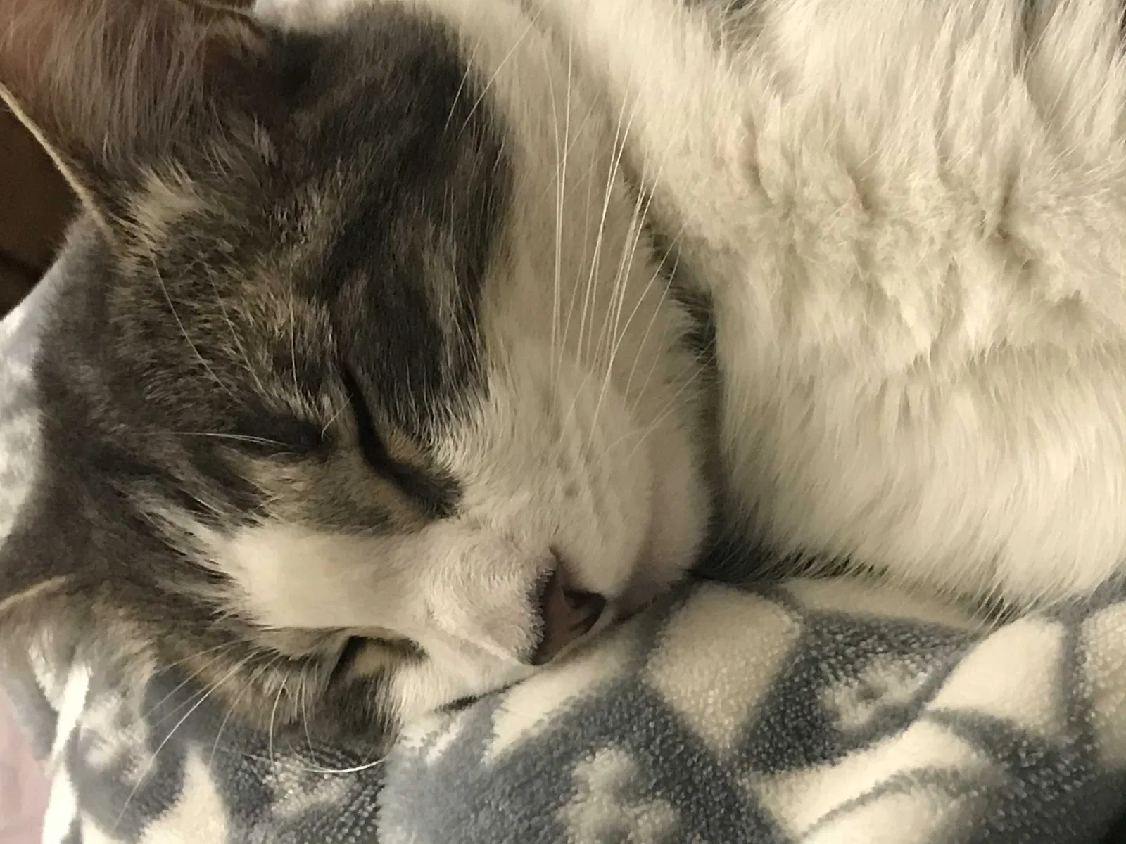 Lost cat in Thousand Oaks, CA, 91360