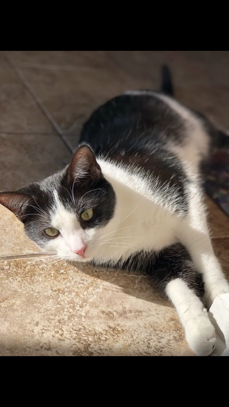 Missing Cat
