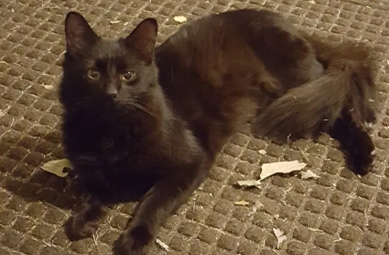 Lost cat in Curtice, OH, 43412