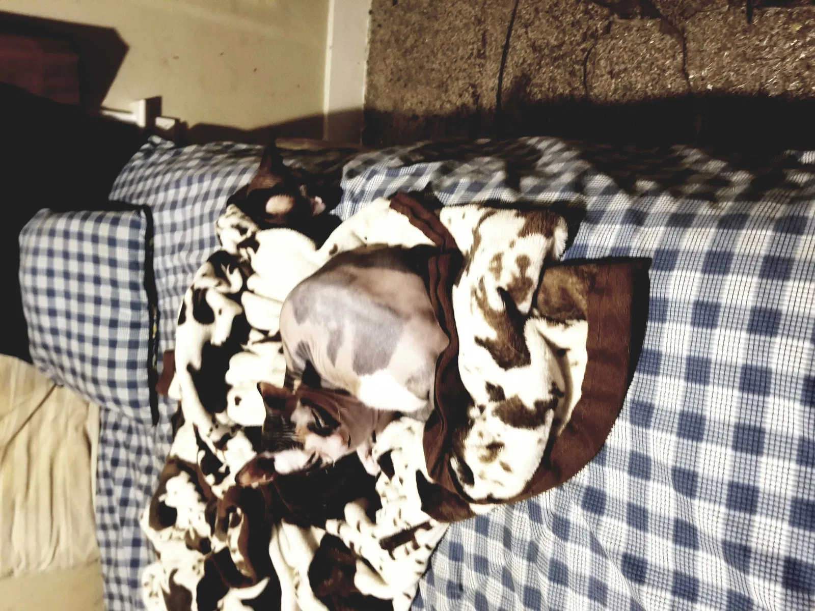 Lost cat in Normal, IL, 61761