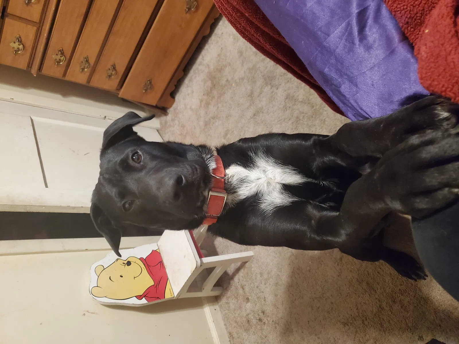 Lost dog in Evansville, IN, 47711