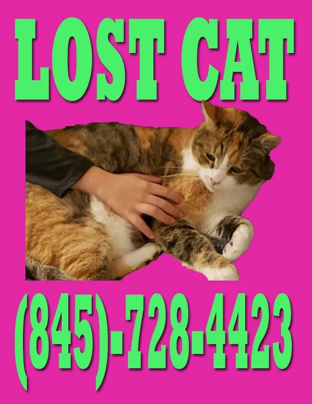 Lost cat in Newburgh, NY, 12550