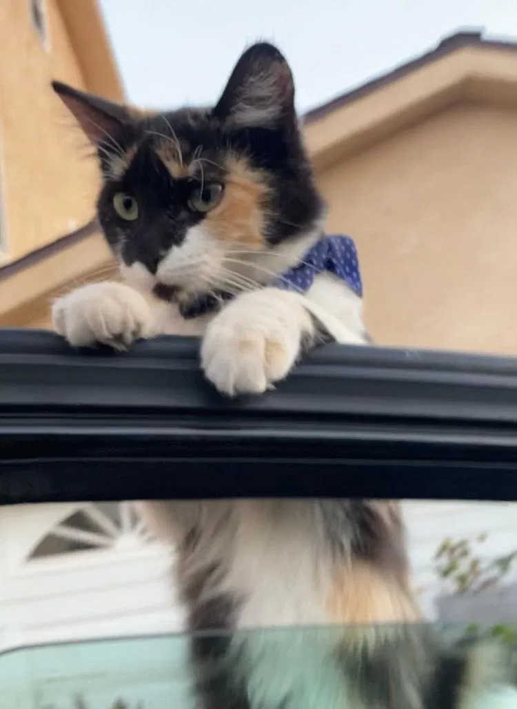 Lost cat in San Diego, CA, 92111