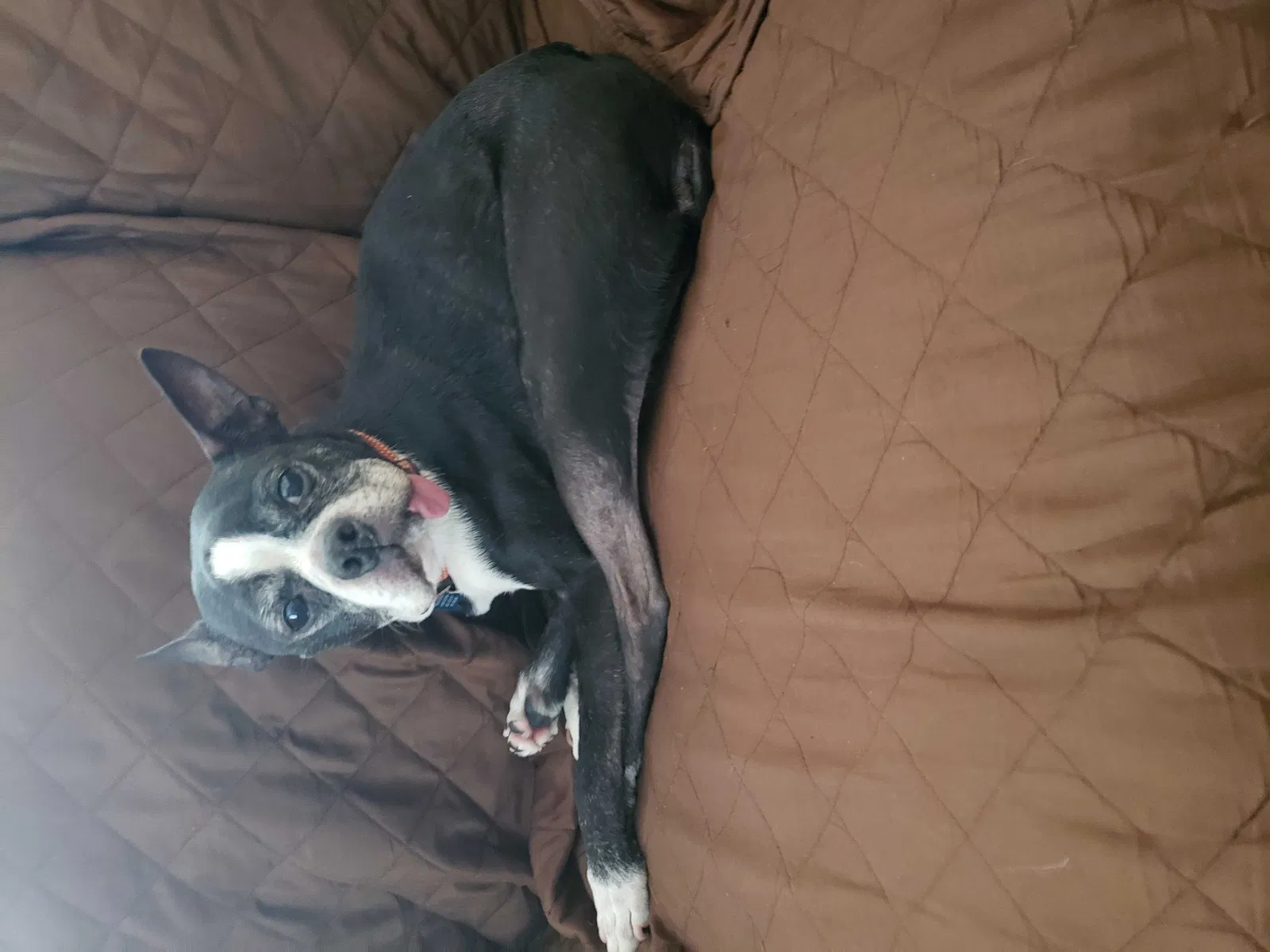 Lost dog in Sherman, TX, 75090