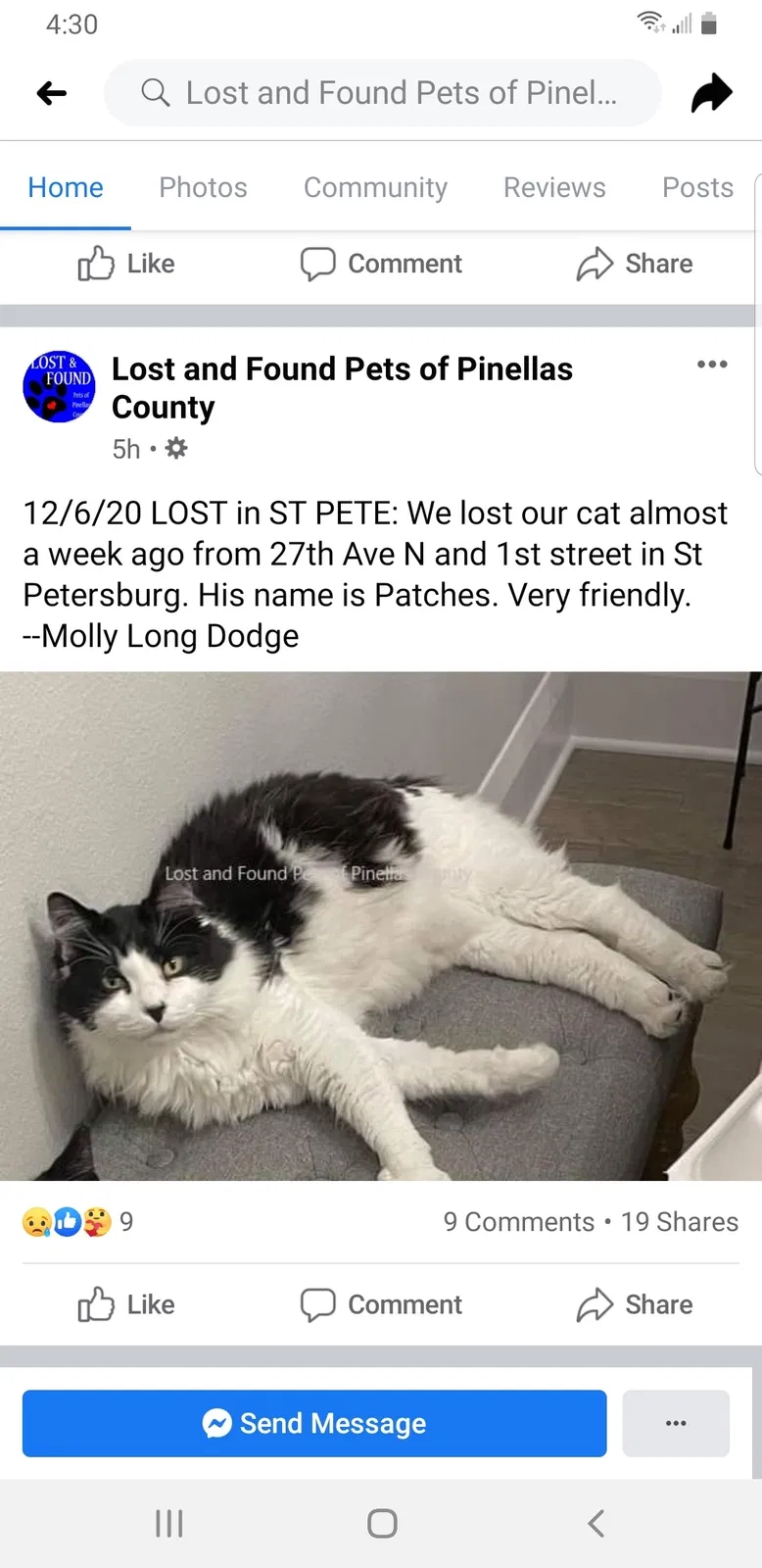 Lost cat in Saint Petersburg, FL, 33704