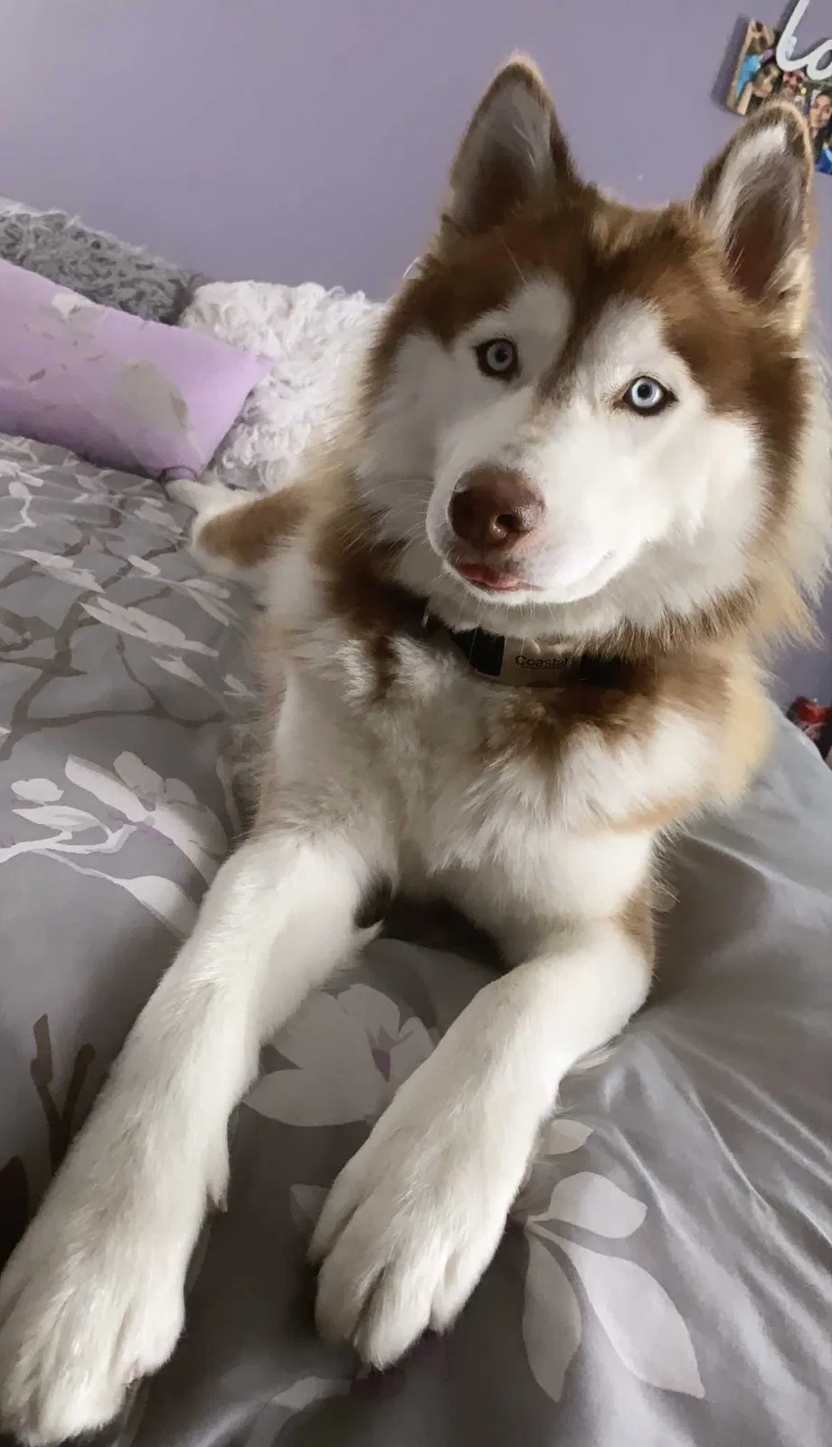 Lost dog in San Diego, CA, 92113