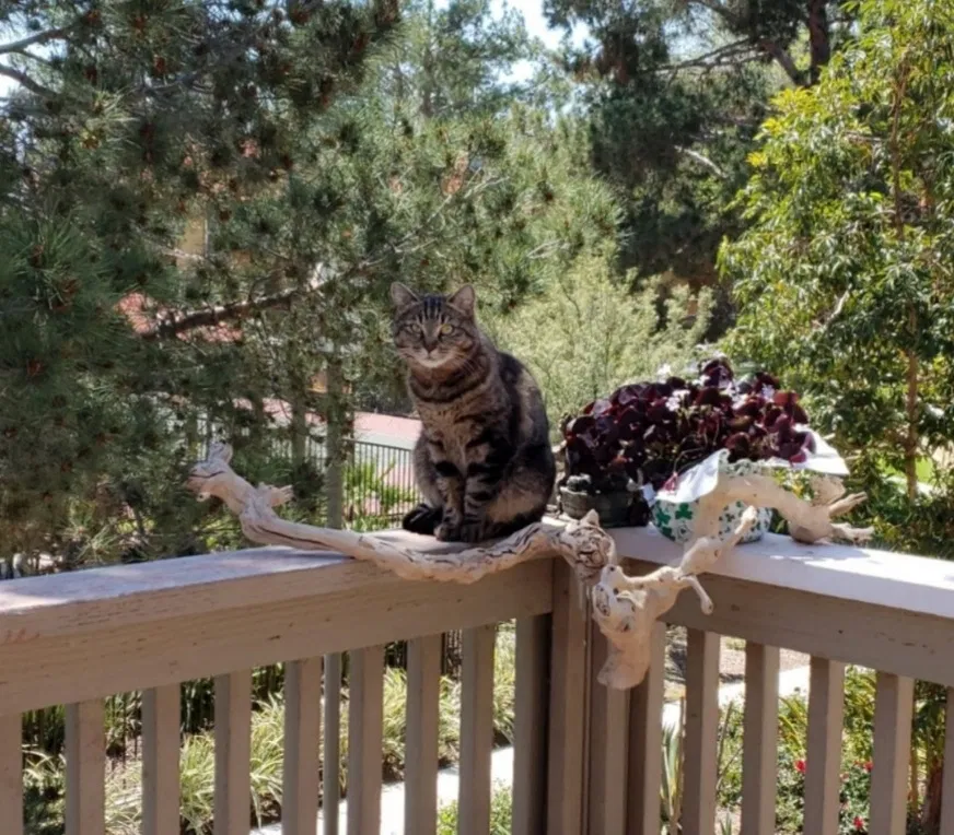 Lost cat in Riverside, CA, 92505