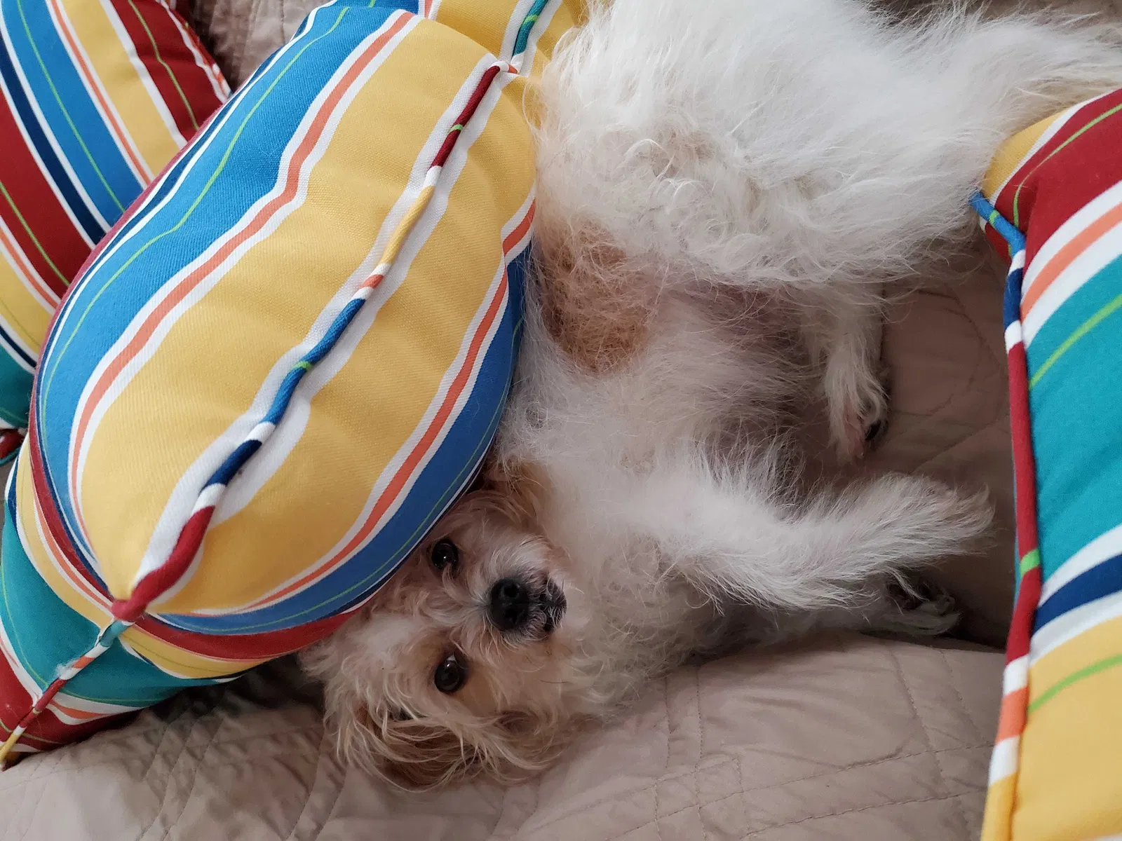 Lost dog in Long Beach, CA, 90805