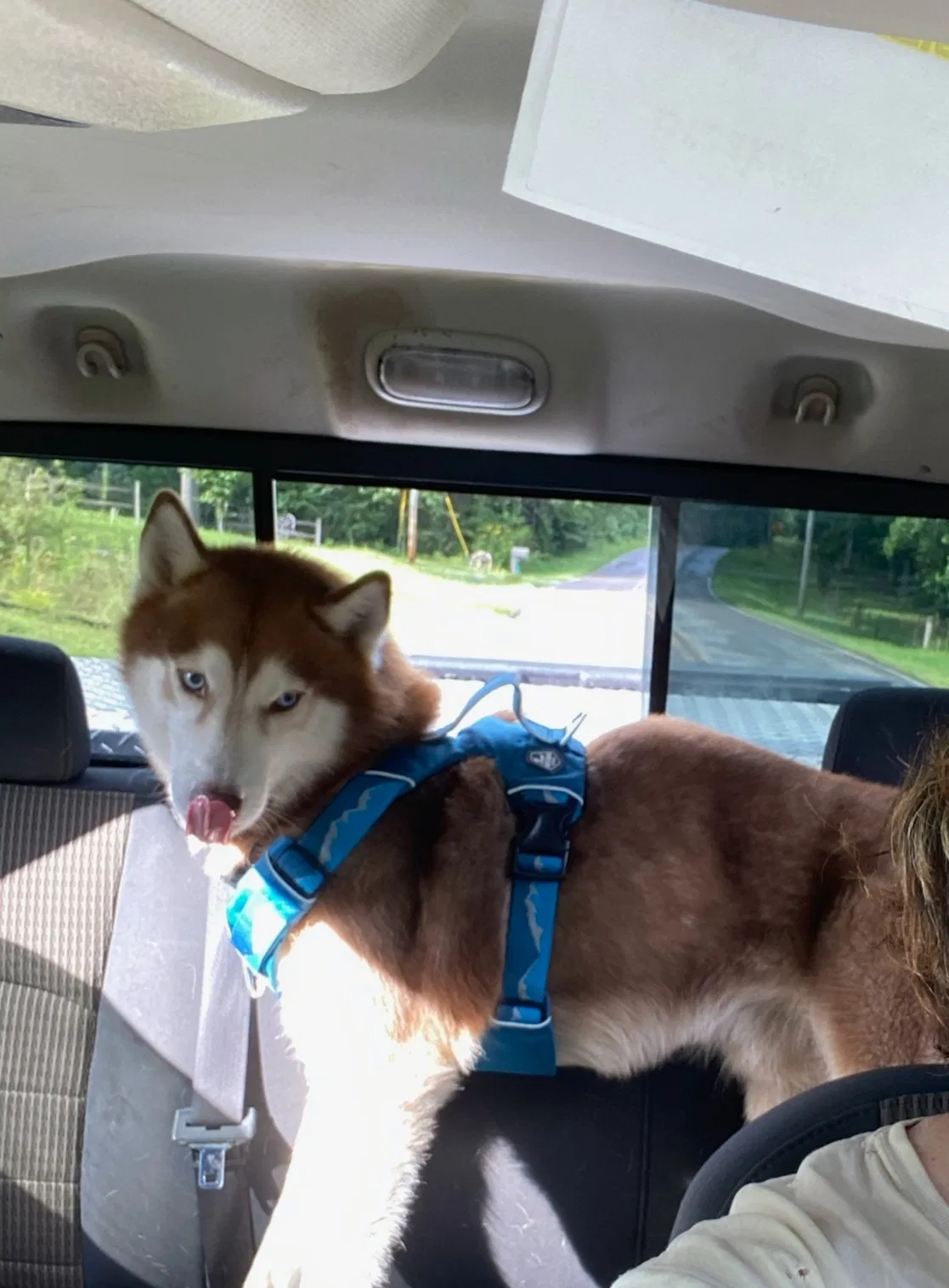 Lost dog in Graysville, TN, 37338