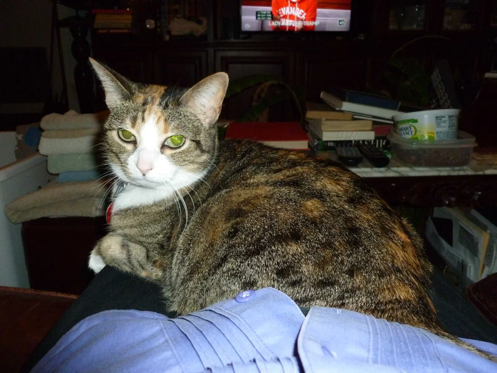Lost cat in Metairie, LA, 70001
