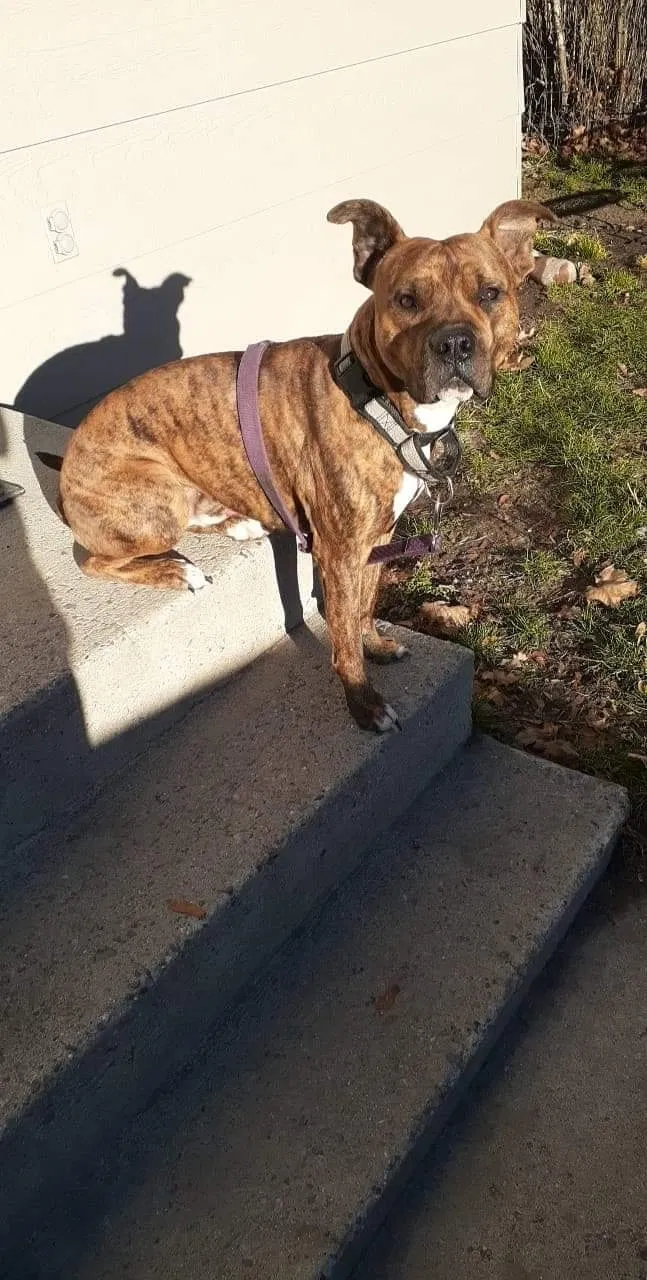 Lost dog in Missoula, MT, 59801