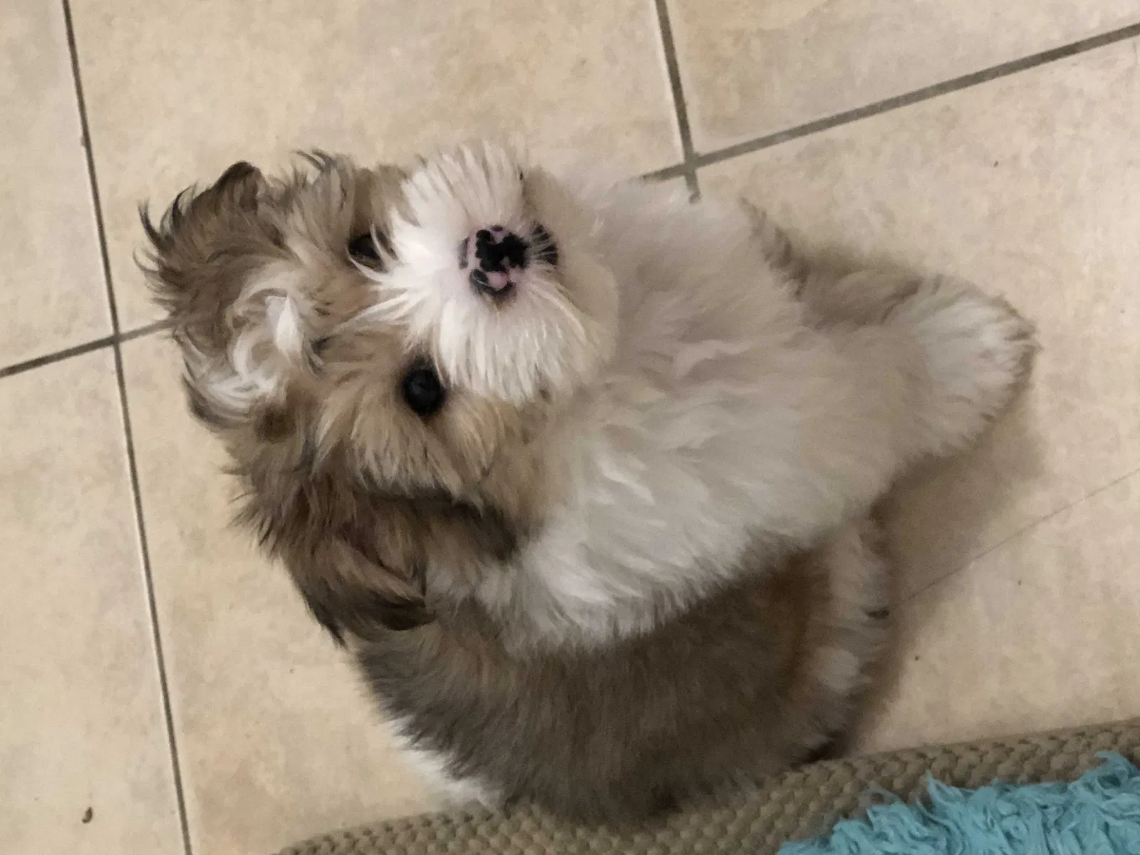 Lost dog in Allentown, PA, 18102