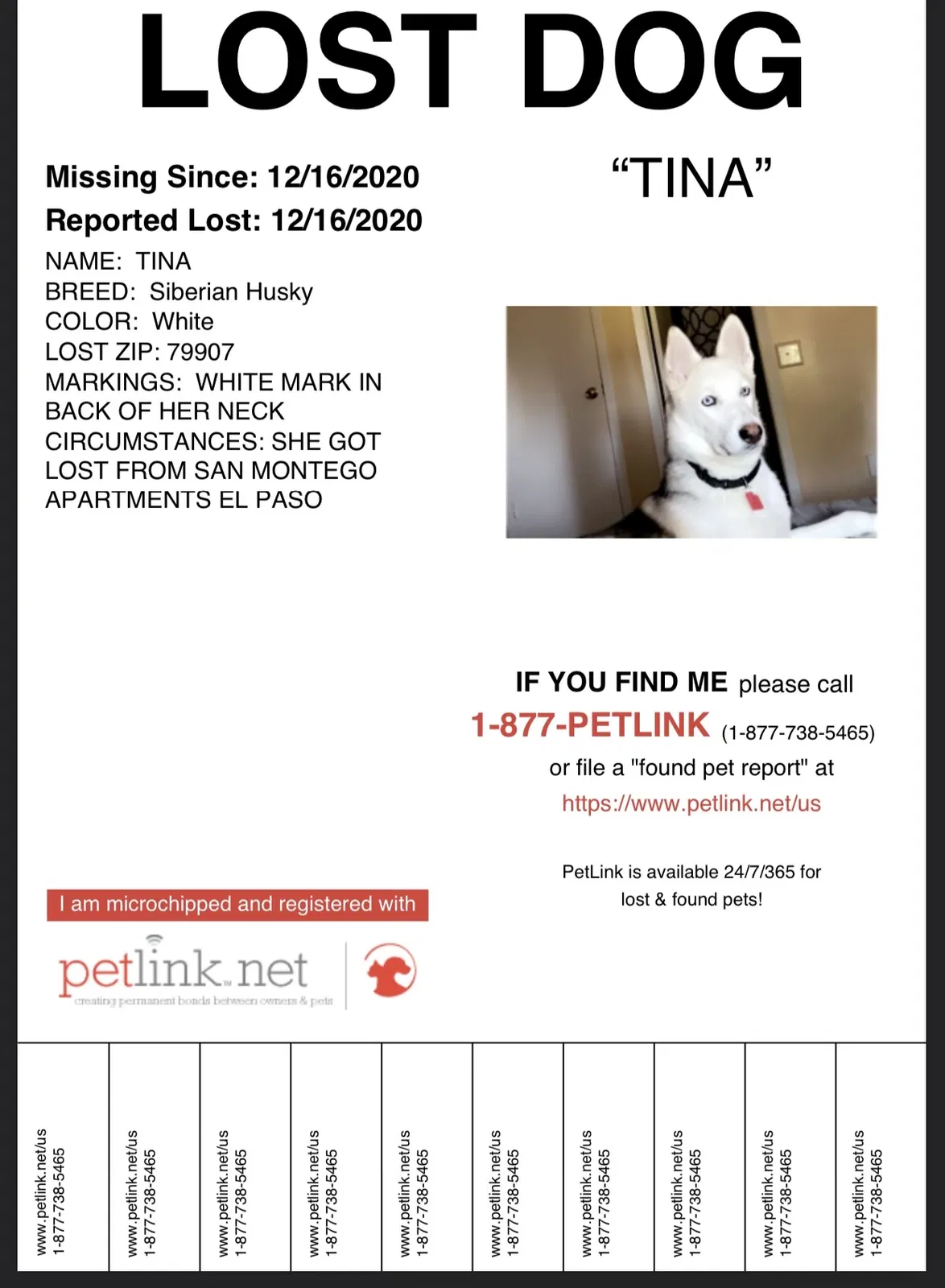 Lost dog in El Paso, TX, 79907
