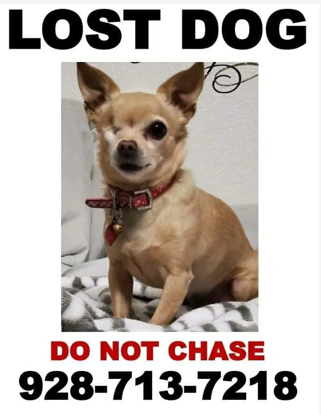 Lost dog in Prescott Valley, AZ, 86314