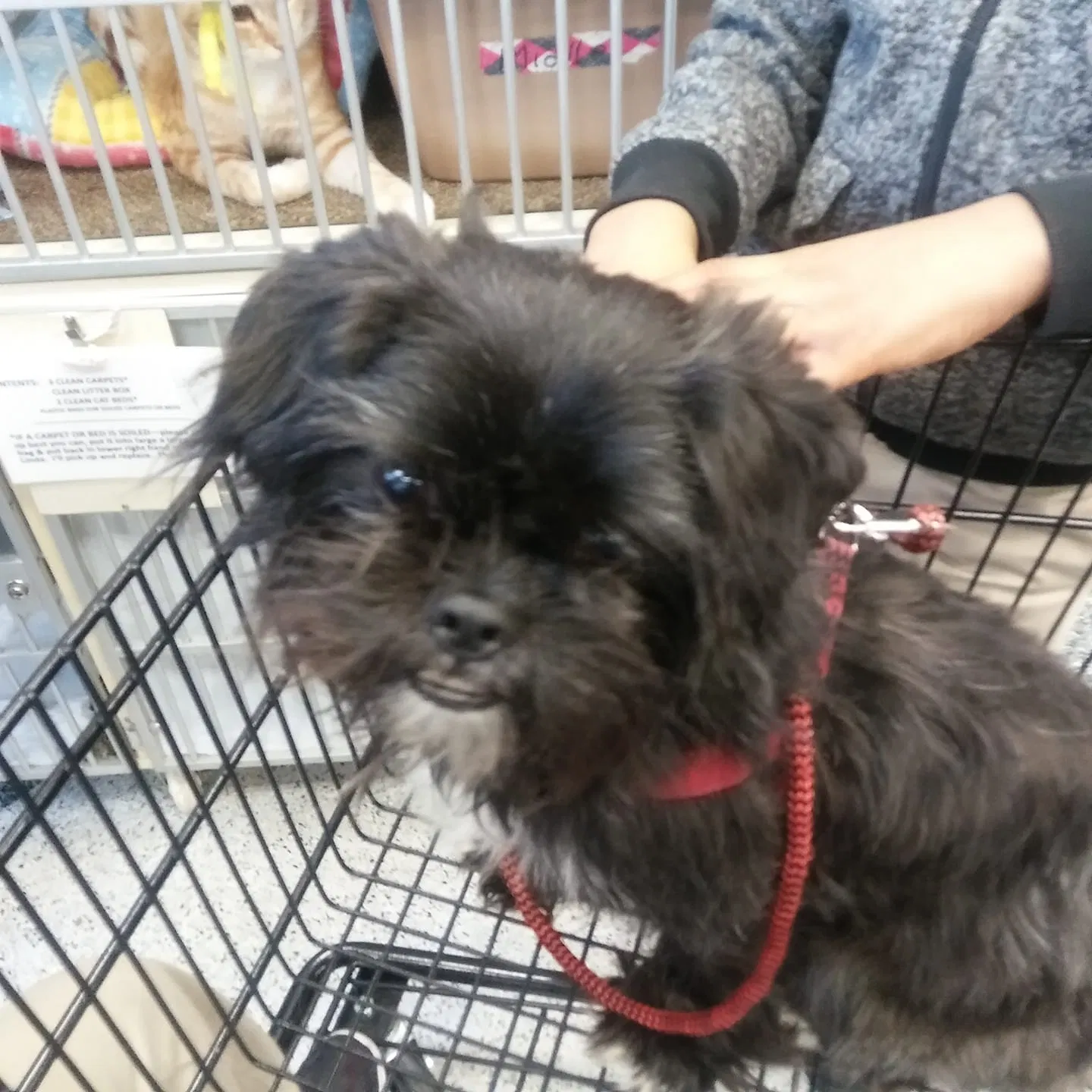 Lost dog in Chicago, IL, 60649