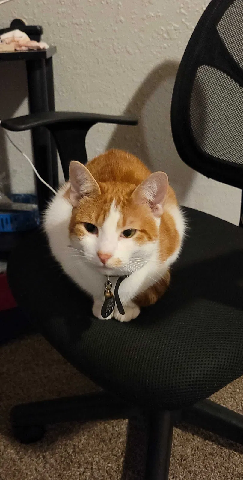 Lost cat in Tulsa, OK, 74129